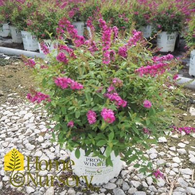 Buddleia x Lo & Behold® 'Pink Micro Chip'