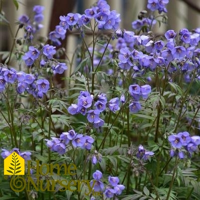 Polemonium x 'Heaven Scent'