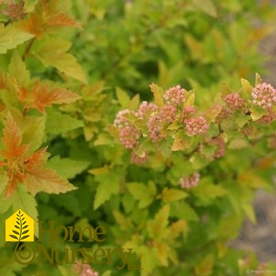 Physocarpus opulifolius Tiny Wine® Gold