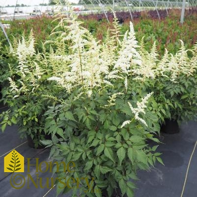 Astilbe japonica 'Deutschland'