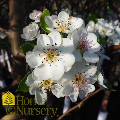 Pyrus communis 'Parker'