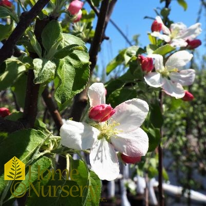 Malus domestica 'Gravenstein'