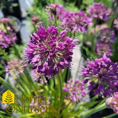 Allium x 'Lavender Bubbles'