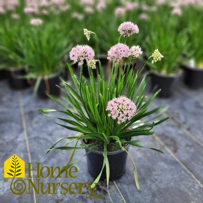 Allium lusitanicum 'Summer Beauty'