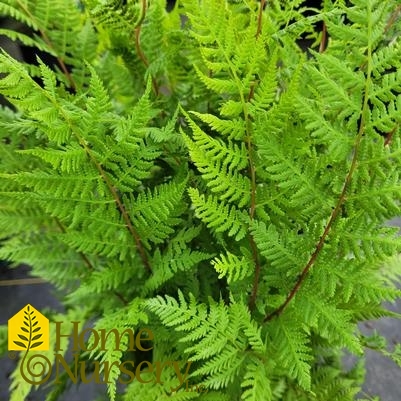 Athyrium filix-femina var. angustum 'Lady in Red'