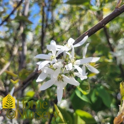 Amelanchier laevis Spring Flurry®