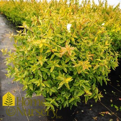 Abelia x grandiflora 'Kaleidoscope'