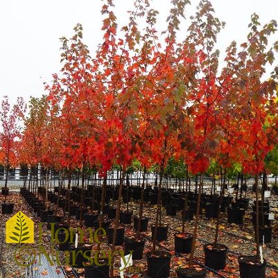 Acer rubrum Red Sunset®