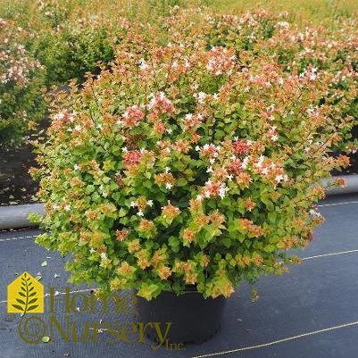 Abelia x chinensis 'Rose Creek'