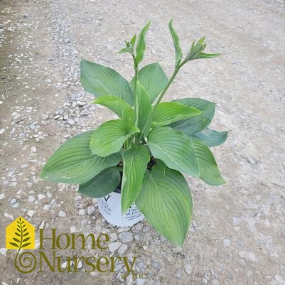 Hosta x Shadowland® 'Empress Wu'