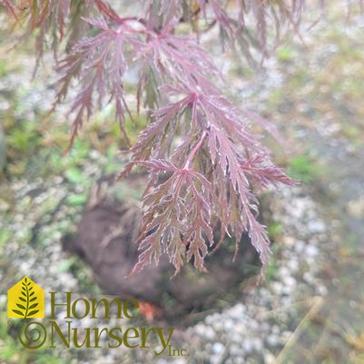 Acer palmatum var. dissectum 'Red Dragon'