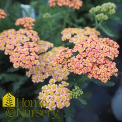 Achillea x 'Firefly Peach Sky'