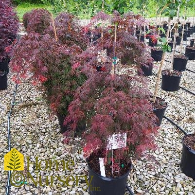 Acer palmatum var. dissectum 'Orangeola'