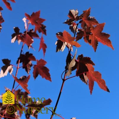 Acer rubrum Redpointe®