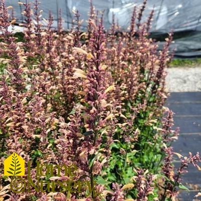 Agastache Meant to Bee™ 'Queen Nectarine'