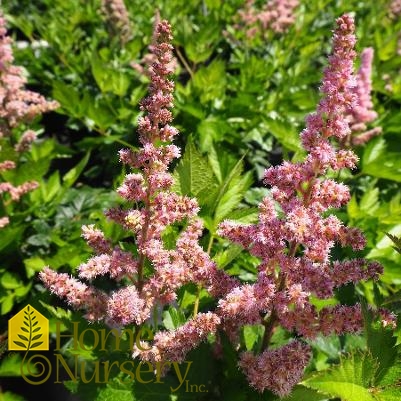 Astilbe chinensis 'Vision in Pink'