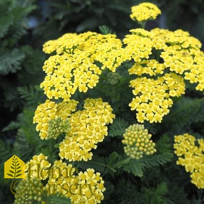 Achillea x 'Firefly Sunshine'