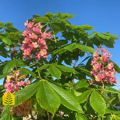 Aesculus x carnea 'Fort McNair'