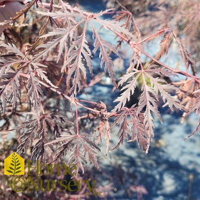 Acer palmatum var. dissectum 'Inaba Shidare'