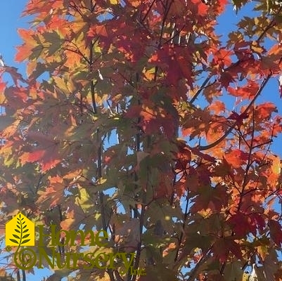 acer rubrum Armstrong Gold