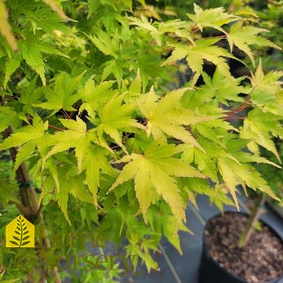 Acer palmatum 'Sango-kaku'