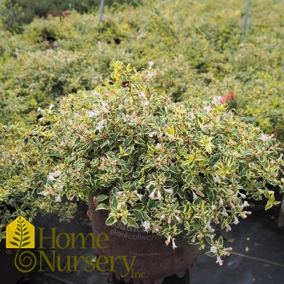 Abelia x grandiflora Miss Lemon™