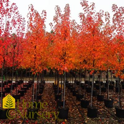 Acer rubrum 'Autumn Flame'