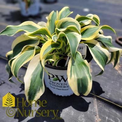 Hosta x Shadowland® 'Autumn Frost'