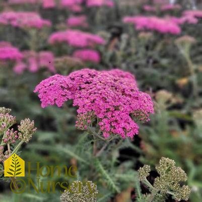 Achillea mil New Vintage™ Rose