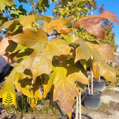 Acer saccharum Fall Fiesta®