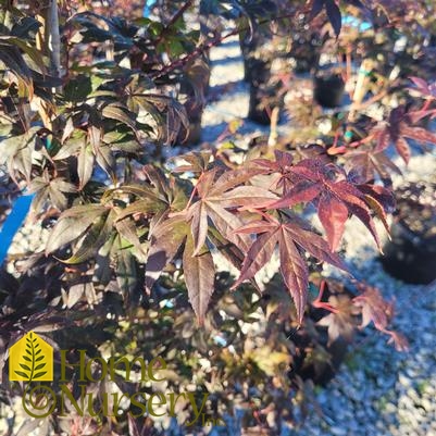 Acer palmatum 'Emperor I'