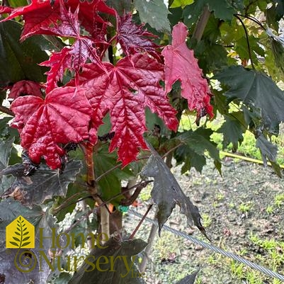 Acer platanoides 'Crimson Sentry'