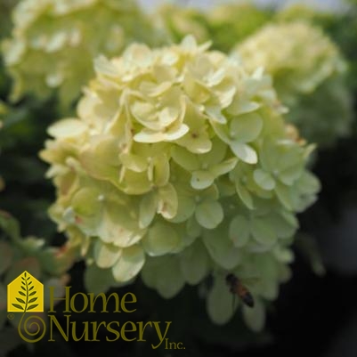 Hydrangea paniculata Little Lime®