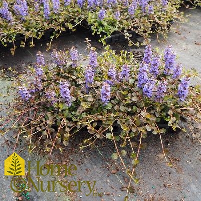 Ajuga reptans Bronze Beauty'