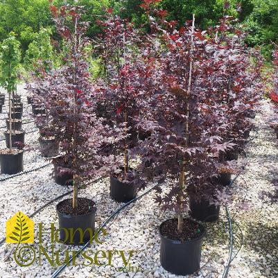 Acer palmatum 'Bloodgood'