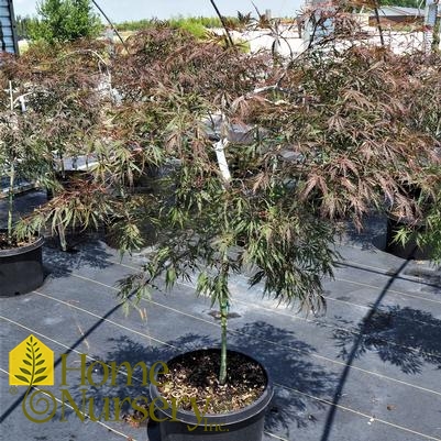 Acer palmatum var. dissectum 'Tamukeyama'