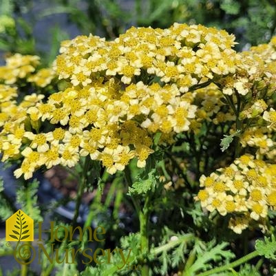 Achillea millefolium Milly Rock™ Yellow