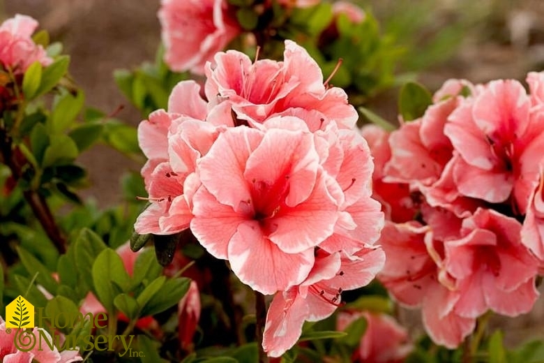 Rhododendron encore Azalea Autumn Sunburst®