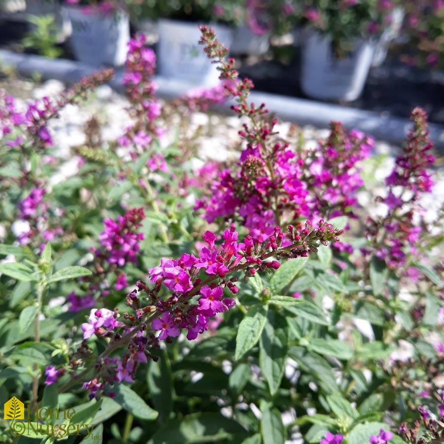 Buddleia x Lo & Behold Ruby Chip®