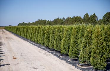 Upright Junipers Vs. Arborvitae (Reviews)