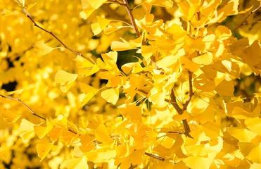 What's So Great About the Ginkgo Tree?