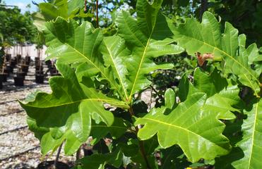 Oaktober - A Celebration of the Mighty Oak