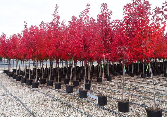 Tree Production - Acer Redpointe