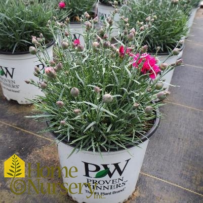 Dianthus x Fruit Punch® 'Spiked Punch'