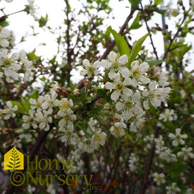 Prunus cerasus 'North Star'