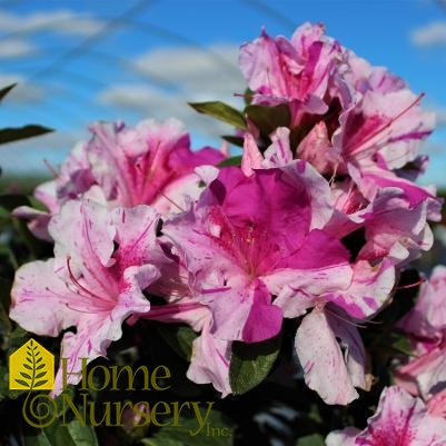 Rhododendron Encore® Autumn Twist™