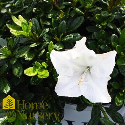 Rhododendron x Bloom-A-Thon® White