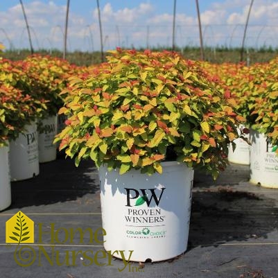 Spiraea japonica Double Play® Candy Corn™