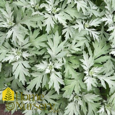 Artemisia schmidtiana 'Silver Lining'