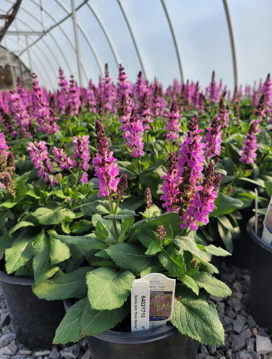 Perennial Program Manager 